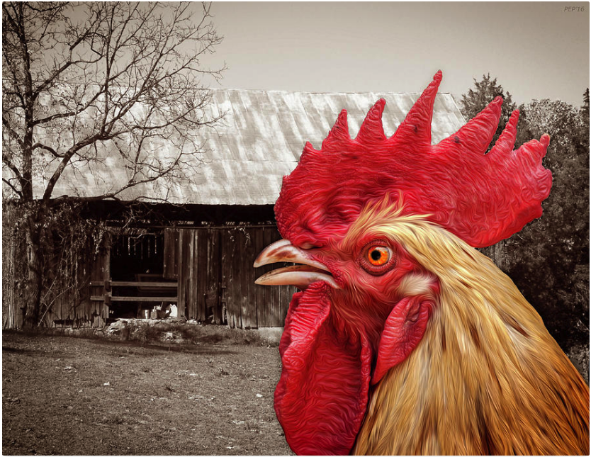 Rooster Looks At Barn