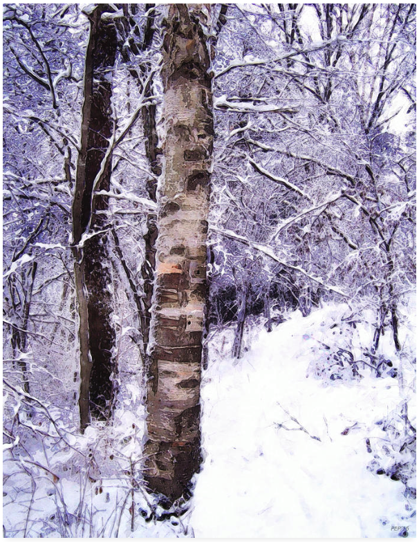 Winter Birch Tree