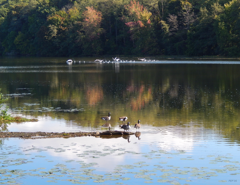 Geese At Rest And Flying