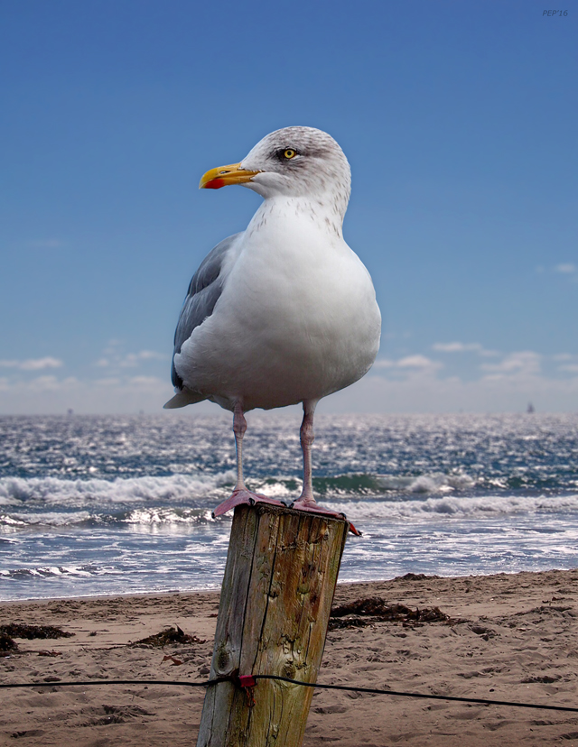 Seagull On The Shoreline