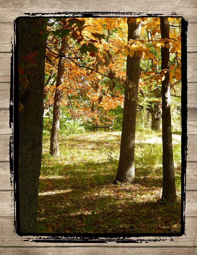 Wooden Bench In The Woods
