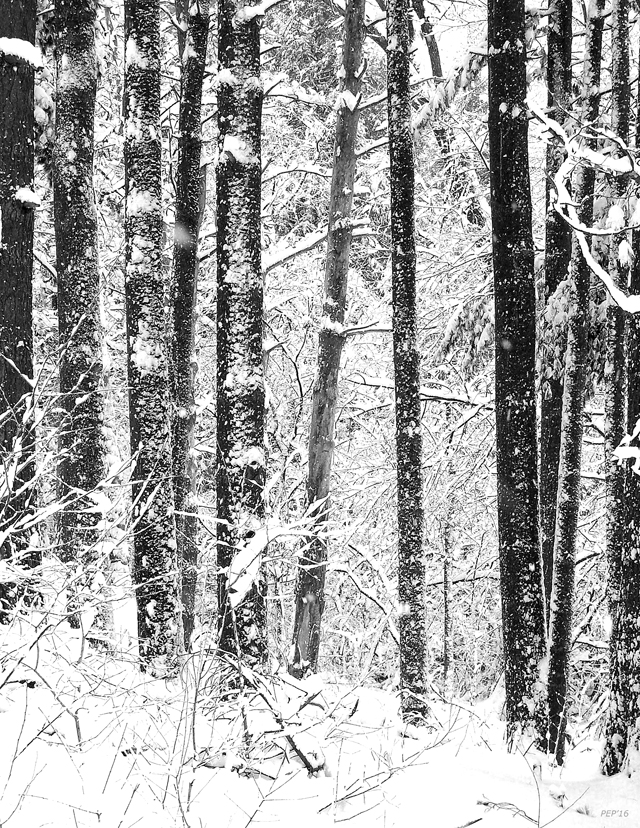 Snow In A Forest