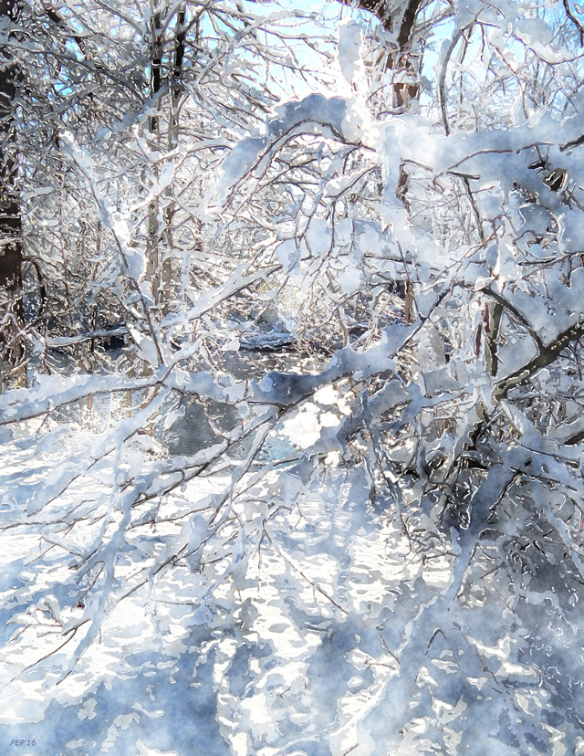 Snow Covered Trees
