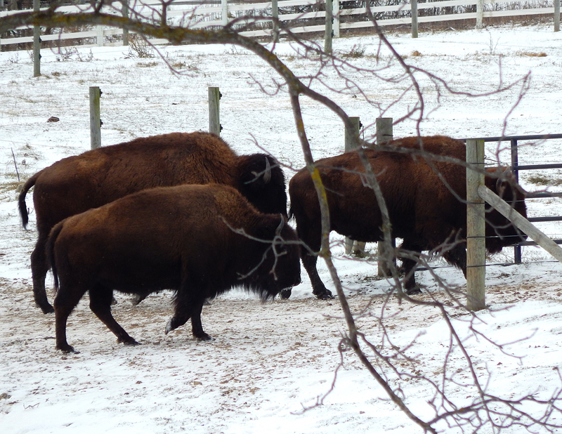 American Bison In Ann Arbor, Michigan