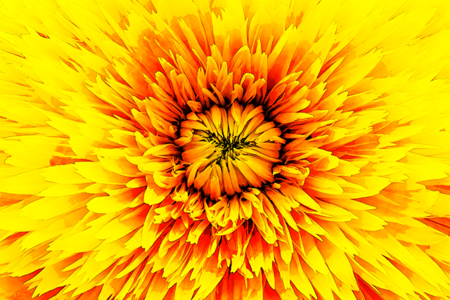 Petals of A Golden Flower