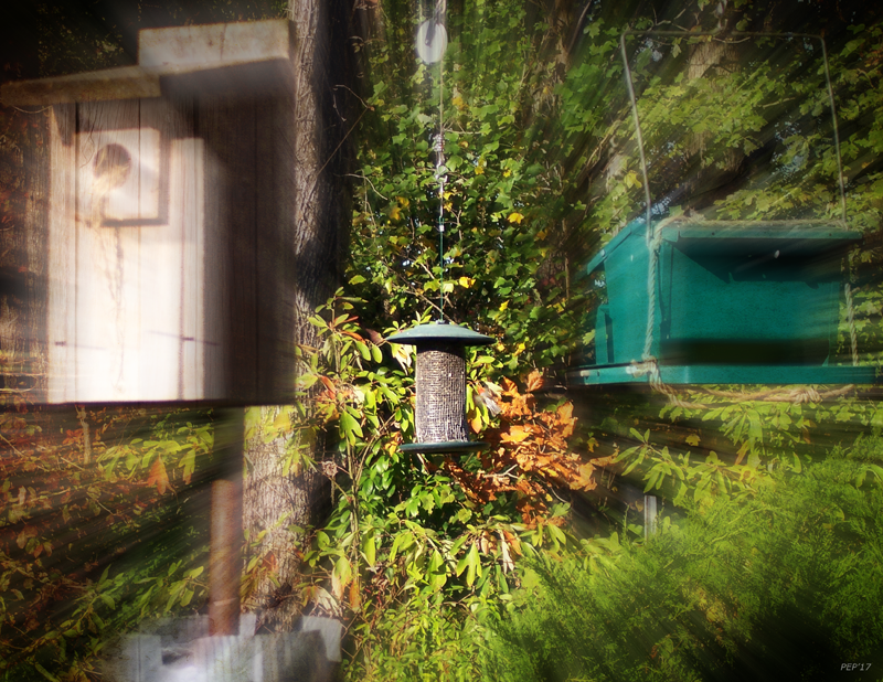 Bird Feeder In Sight