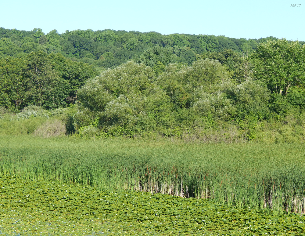 Green Along The River