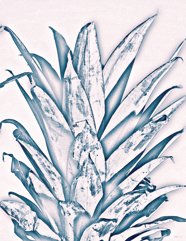 Pineapple Leaves