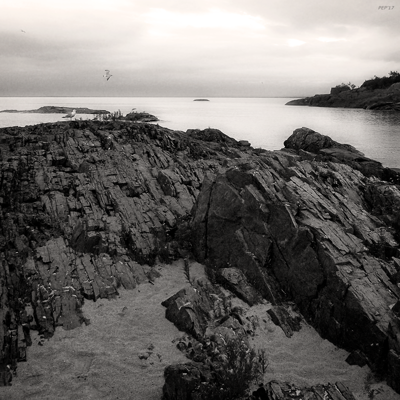 Seagulls Along The Shore
