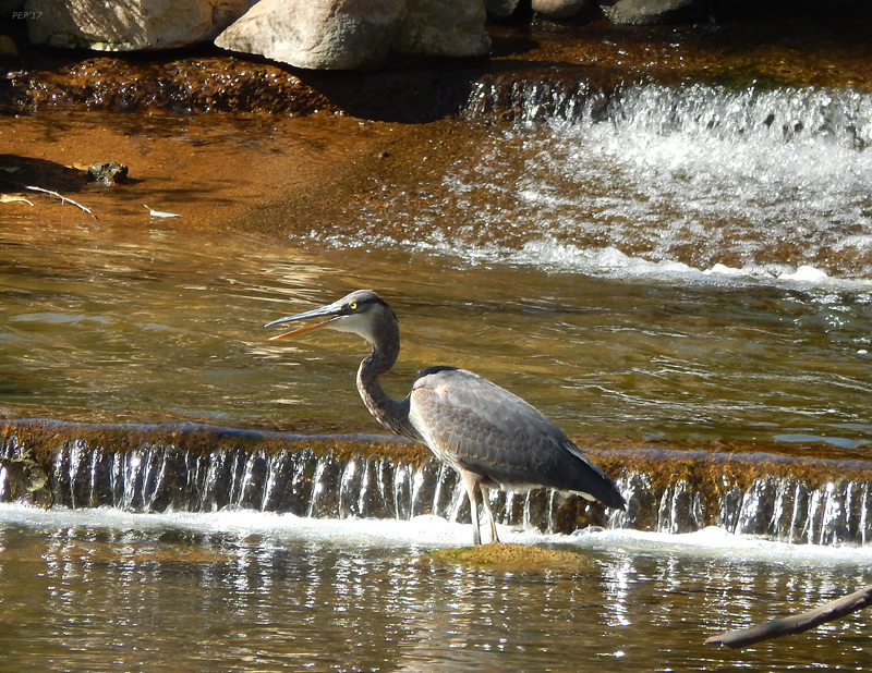 Grey Heron