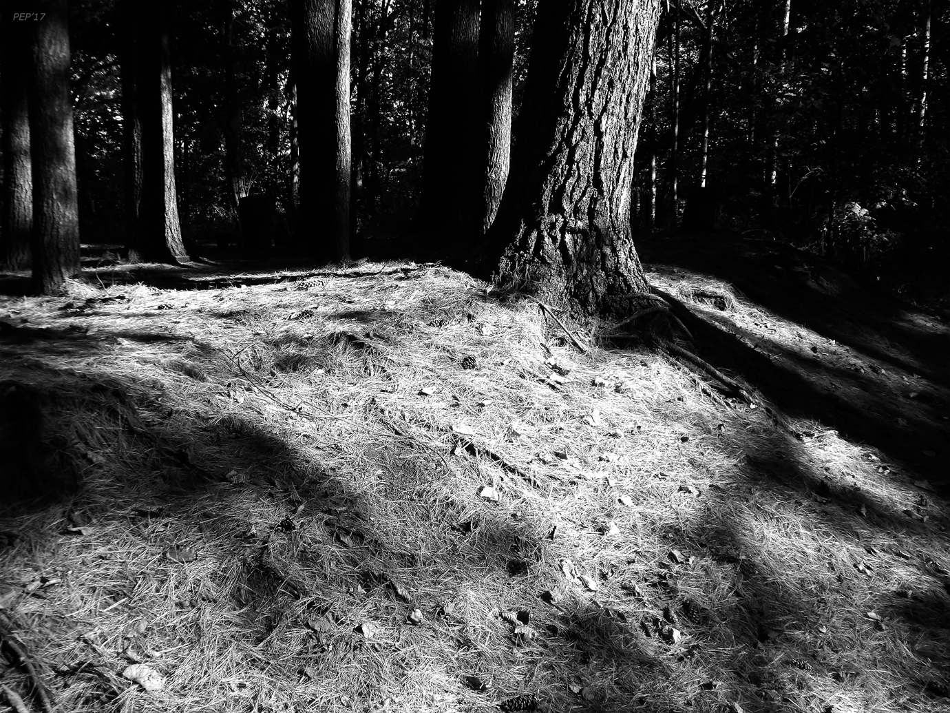 Black And White Pine Needles