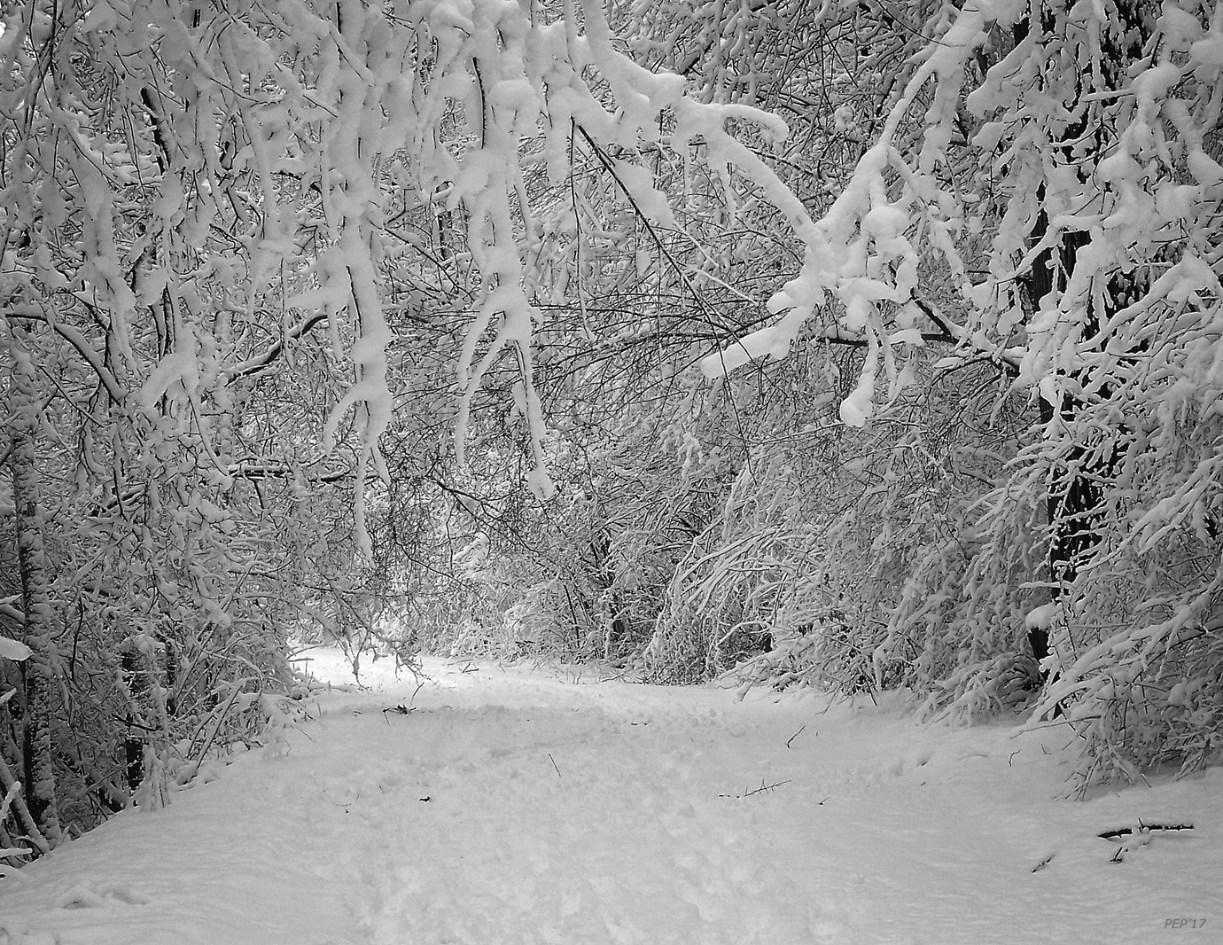 Winter Wonderland