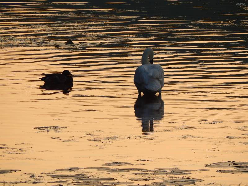 Duck And Swan At Sunrise