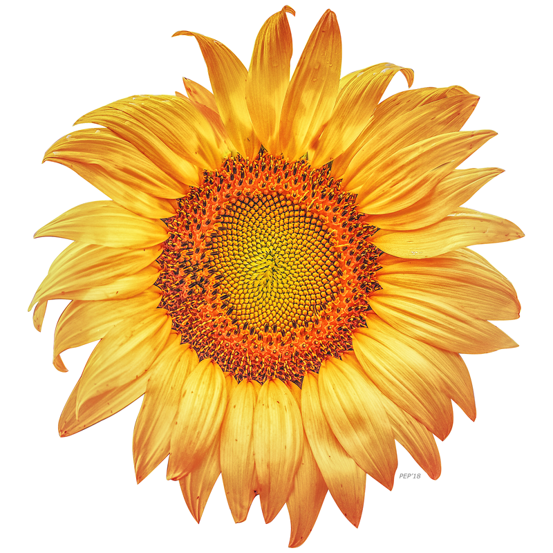 Summer Sunflower