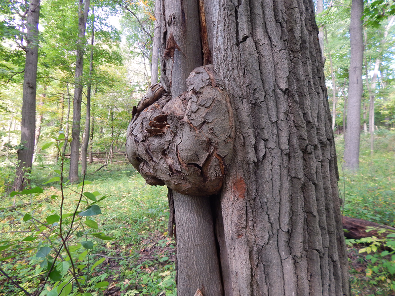 Knot On A Tree