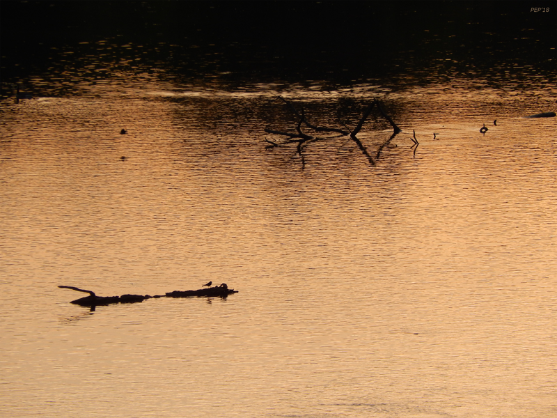 Morning On The River