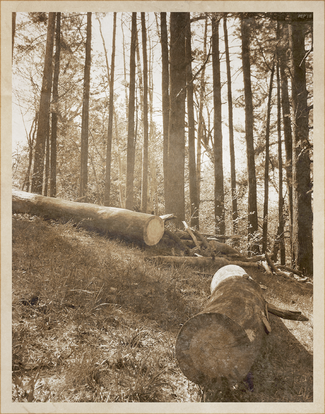 Vintage Forest Hillside