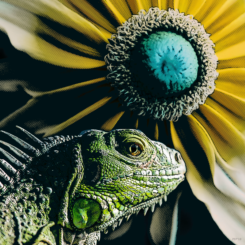 Iguana And Sunflower