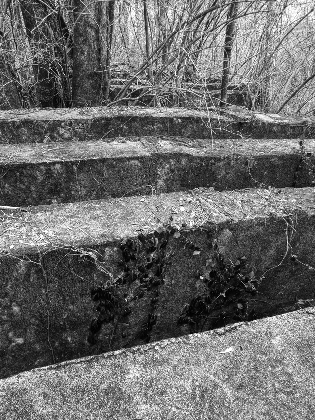 Concrete Forest