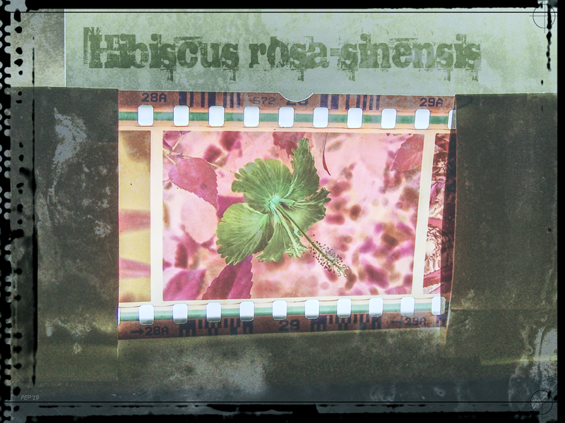 Vintage Hibiscus Filmstrip