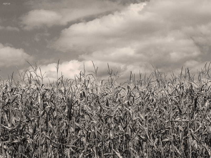Sepia Field of Corn