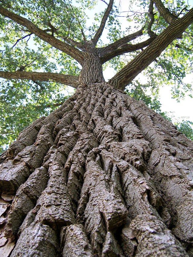 Up A Tree