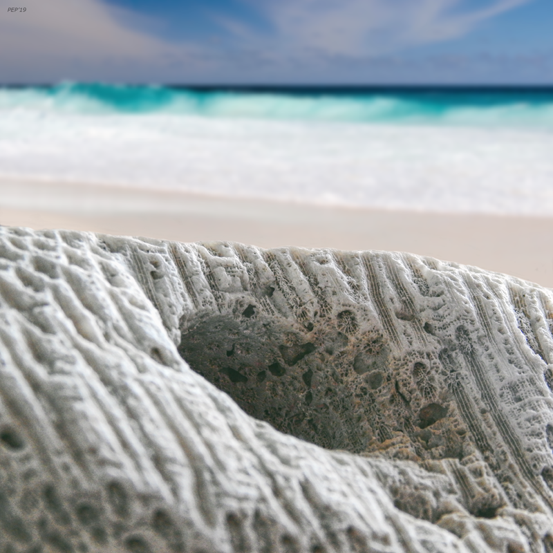 Coral By The Sea