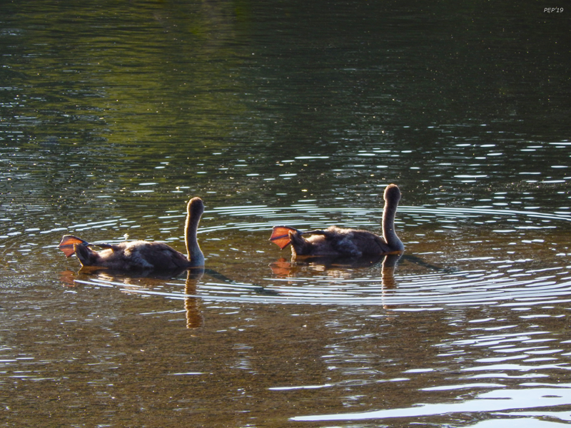 Goslings In River