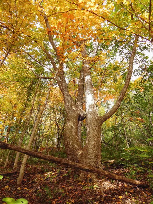 Golden Shade of Autumn