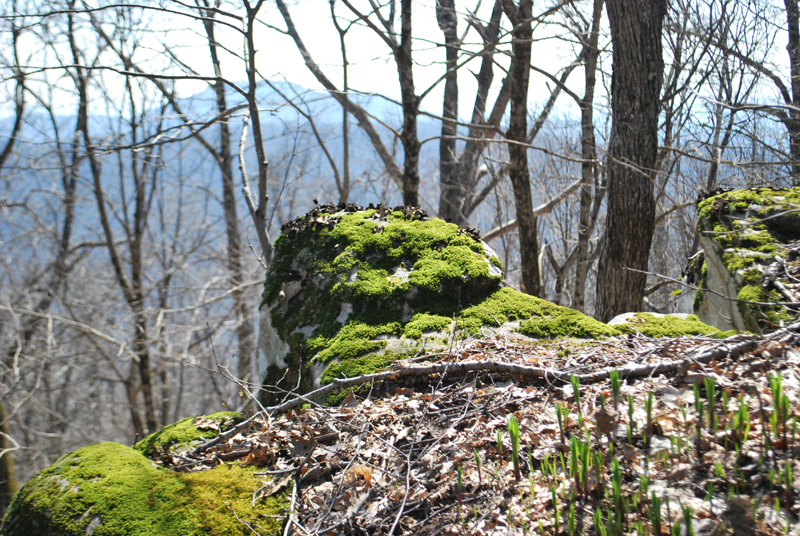 Chimney Top Trail At Frozen Head