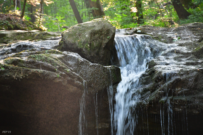 Forest Stream