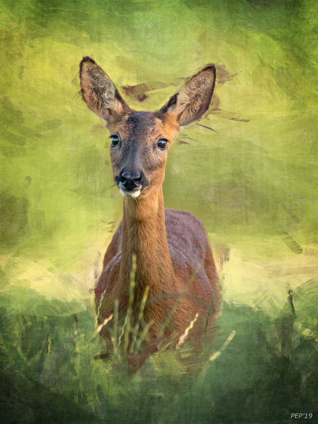 Deer In Green Field