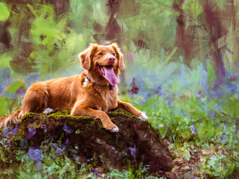 Photogenic Dog