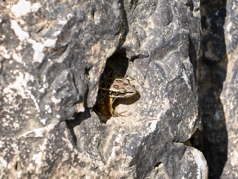 Toad In Rock