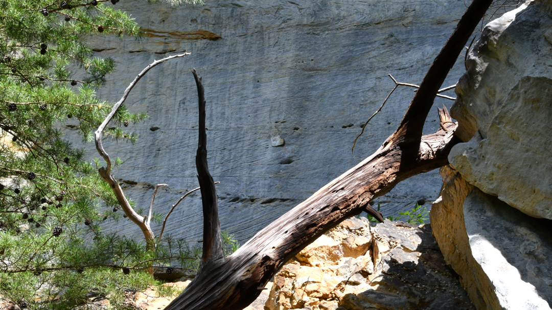 Photographs Along The Trail