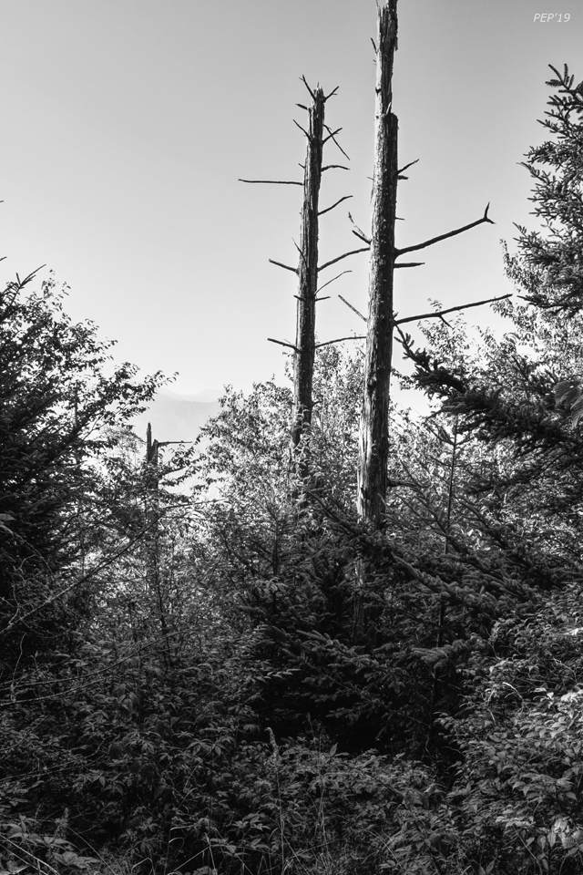 Black And White Forest