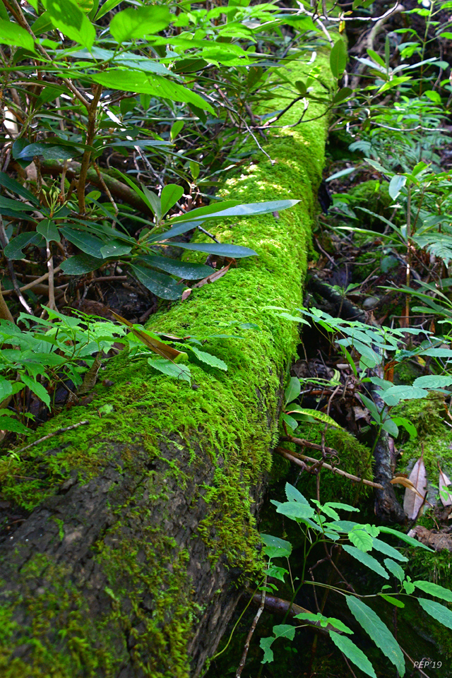 Moss Covered Log