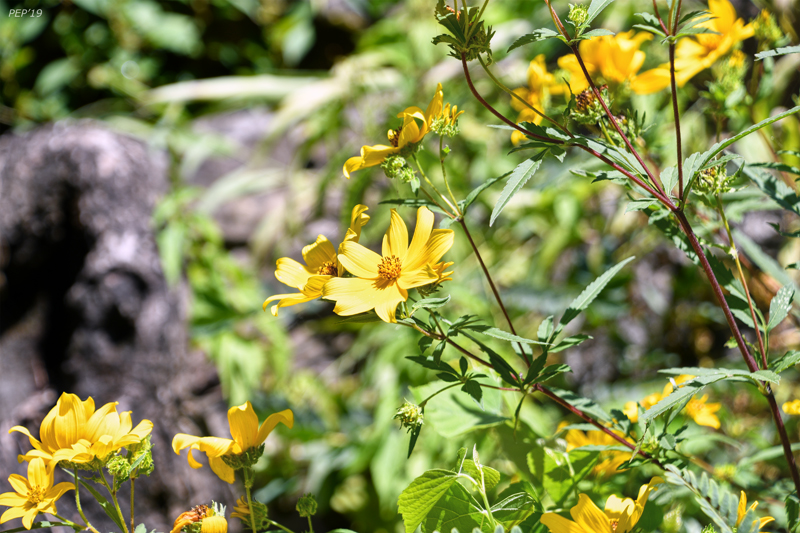 River Wildflowers