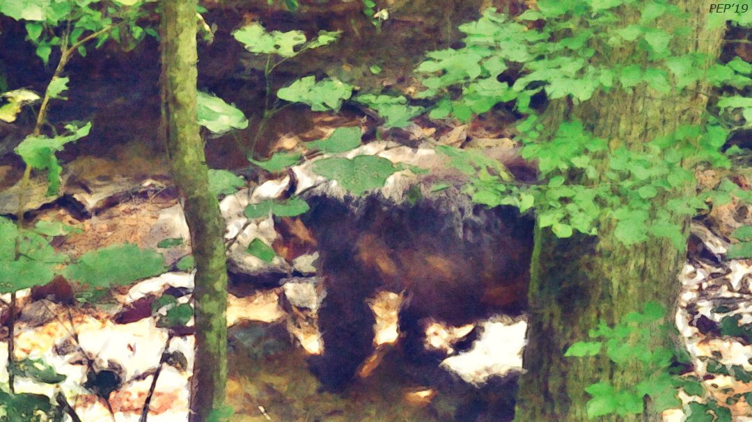 Another Black Bear Video