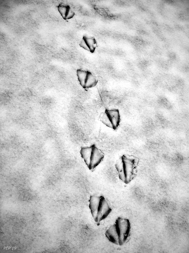 Snow Goose Steps