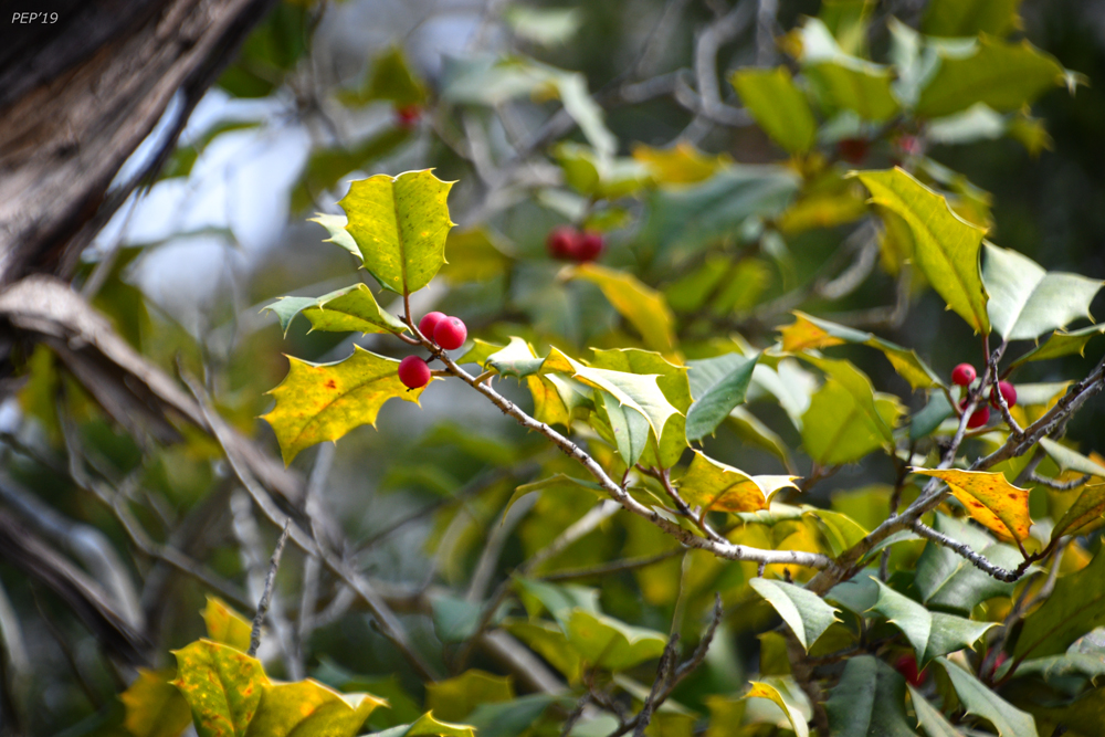 Red Berries