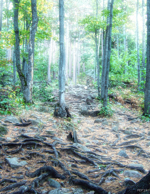 Glowing Forest Trail