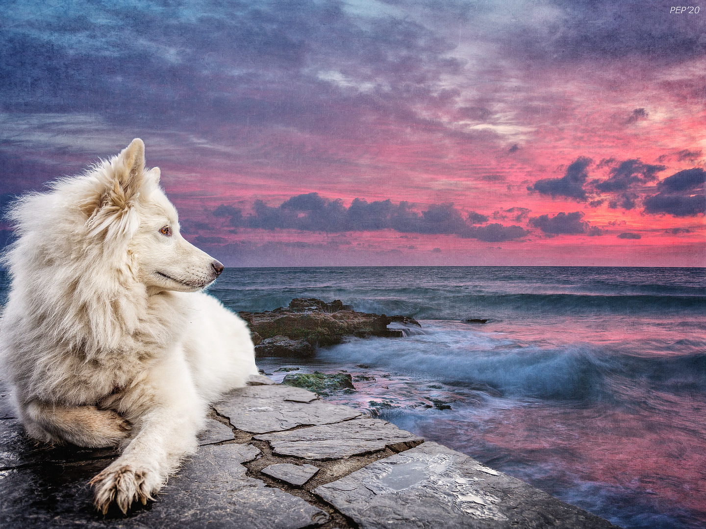 Dog Watching Sunset
