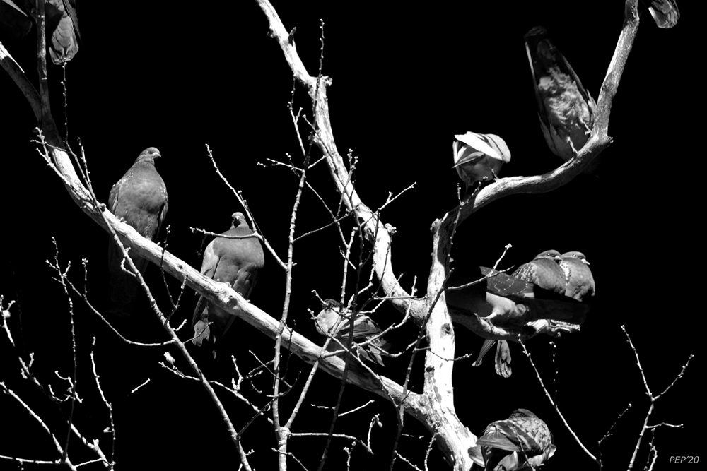 Tree of Pigeons