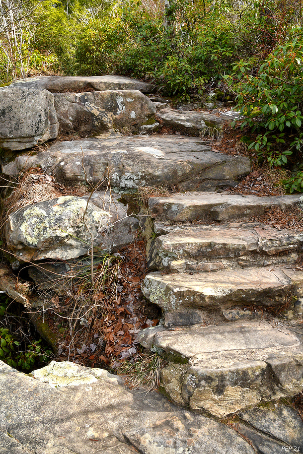 Steps Into The Forest