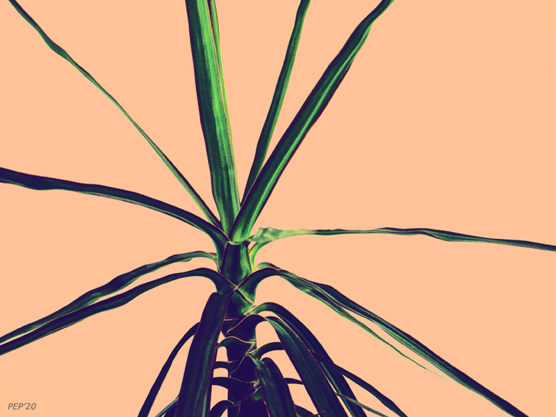 Green Plant Orange Background