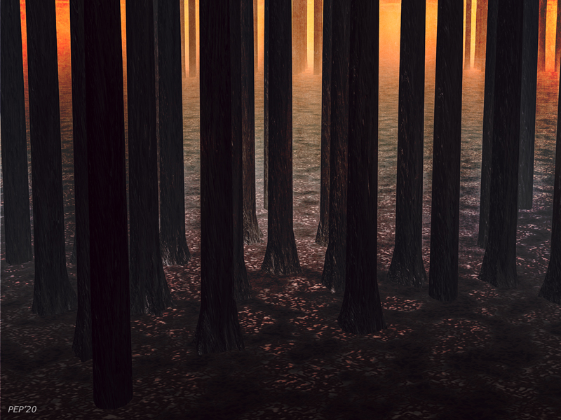 Sunrise In The Forest