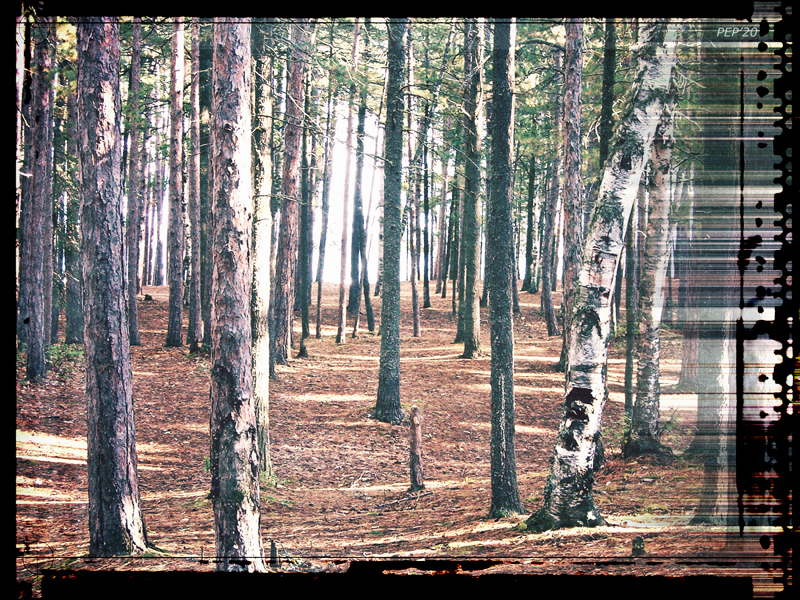 Pine And Birch