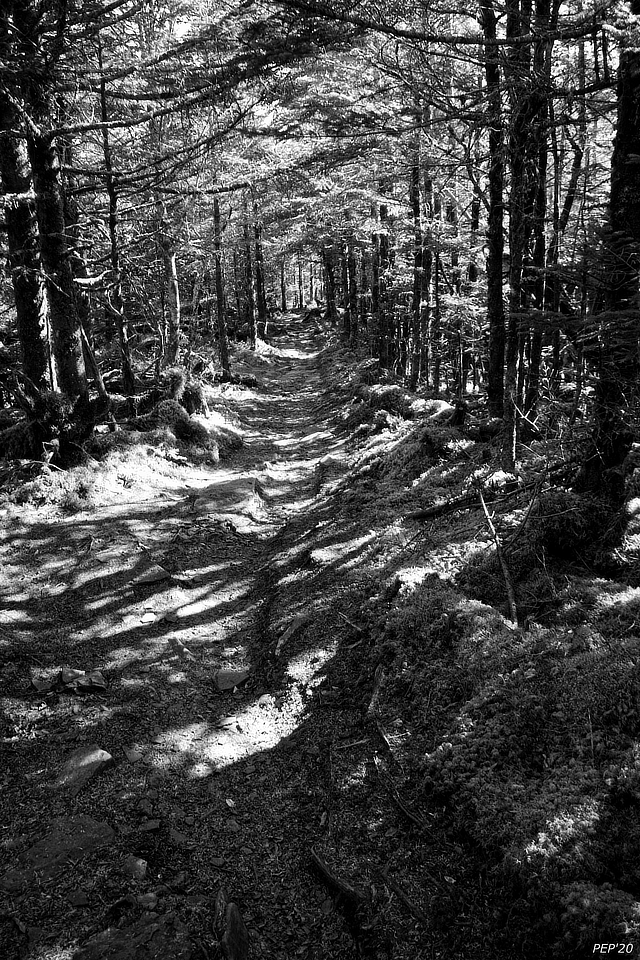 Canopied Trail