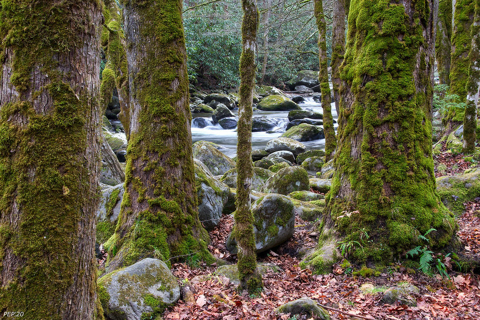 Moss Covered Trees